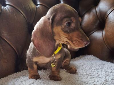 IKC Registered miniature Dachshund puppies in Kildare