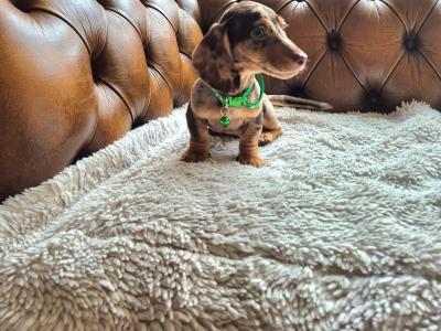 IKC Registered miniature Dachshund puppies in Kildare
