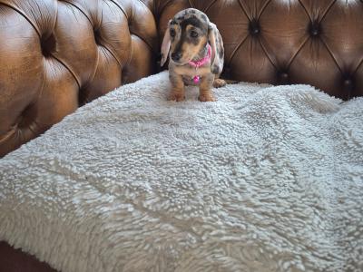 IKC Registered miniature Dachshund puppies in Kildare