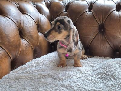 IKC Registered miniature Dachshund puppies in Kildare