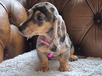 IKC Registered miniature Dachshund puppies in Kildare