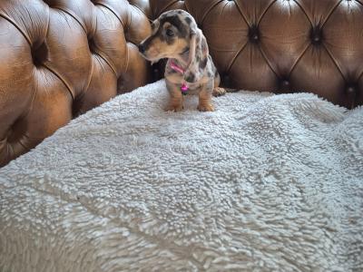 IKC Registered miniature Dachshund puppies in Kildare