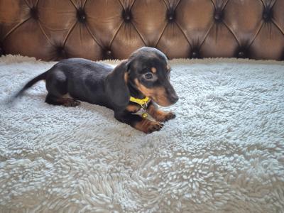 IKC Registered miniature Dachshund puppies in Kildare