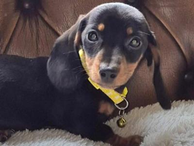 IKC Registered miniature Dachshund puppies in Kildare