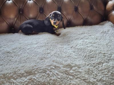 IKC Registered miniature Dachshund puppies in Kildare