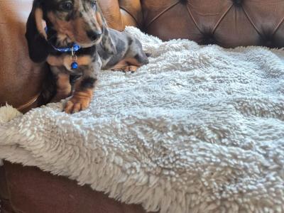 IKC Registered miniature Dachshund puppies in Kildare