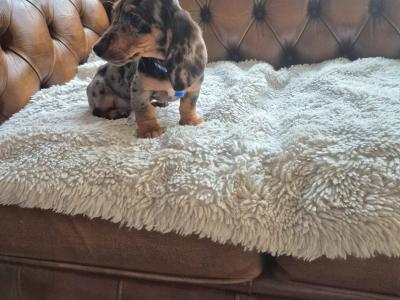 IKC Registered miniature Dachshund puppies in Kildare