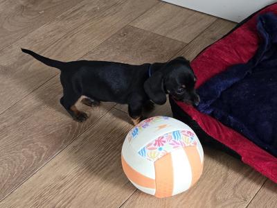 IKC Registered Miniature Smooth Dachshund puppies in Kildare