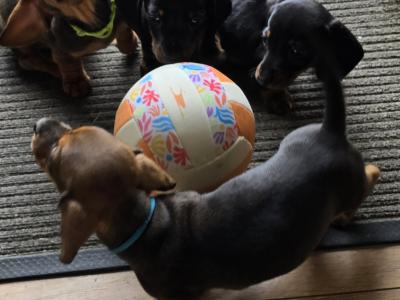 IKC Registered Miniature Smooth Dachshund puppies in Kildare