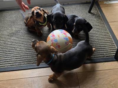 IKC Registered Miniature Smooth Dachshund puppies in Kildare