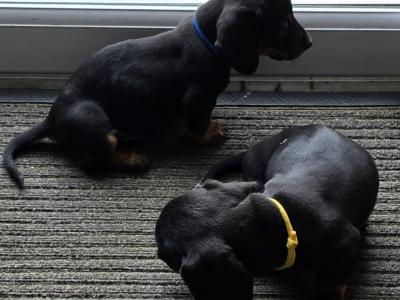 IKC Registered Miniature Smooth Dachshund puppies in Kildare