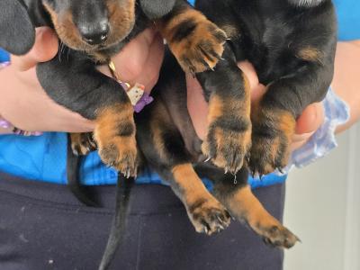 IKC Registered Miniature Smooth Dachshund puppies in Kildare