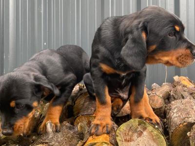 Beautiful Rottweiler x Springer Spaniel puppies in Kerry