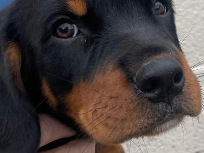 Beautiful Rottweiler x Springer Spaniel puppies in Kerry