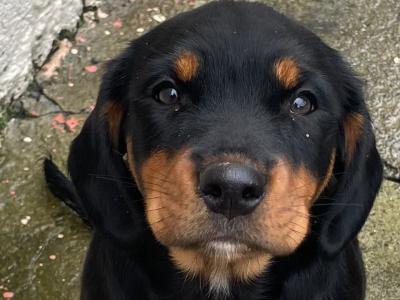 Beautiful Rottweiler x Springer Spaniel puppies in Kerry