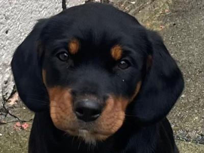 Beautiful Rottweiler x Springer Spaniel puppies in Kerry