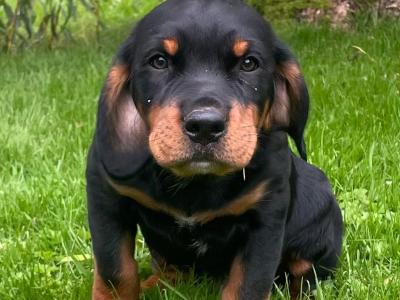 Beautiful Rottweiler x Springer Spaniel puppies in Kerry