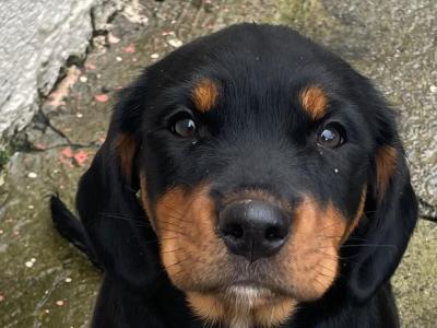 Beautiful Rottweiler x Springer Spaniel puppies in Kerry