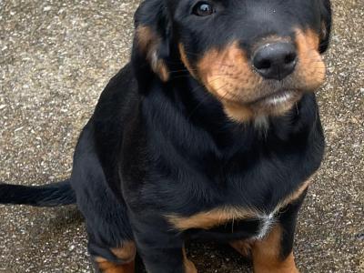 Beautiful Rottweiler x Springer Spaniel puppies in Kerry