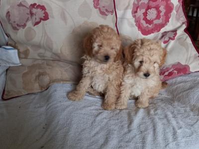 Cockapoo puppies in Carlow