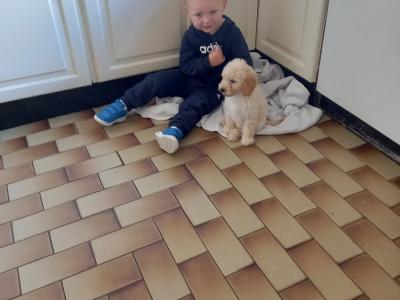 Cockapoo puppies in Carlow