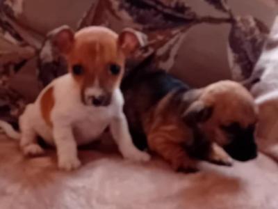 Miniature Jack Russell puppies in Cork