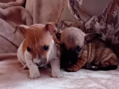 Miniature Jack Russell puppies in Cork