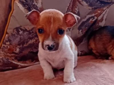 Miniature Jack Russell puppies in Cork