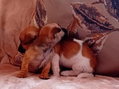 Miniature Jack Russell puppies in Cork