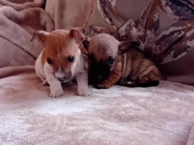 Miniature Jack Russell puppies in Cork