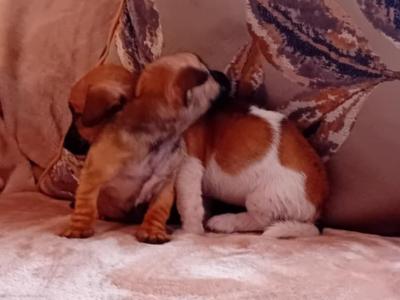 Miniature Jack Russell puppies in Cork