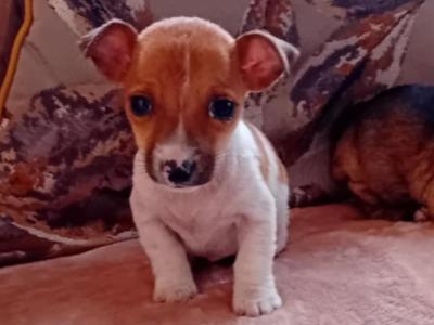 Miniature Jack Russell puppies in Cork