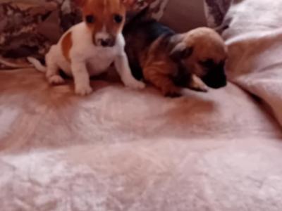 Miniature Jack Russell puppies in Cork