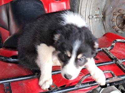 Blue Merle Border Collie x Husky puppies in Cork