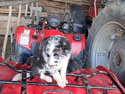 Blue Merle Border Collie x Husky Puppies