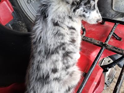 Blue Merle Border Collie x Husky Puppies