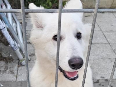 IKC White Swiss Shepherd Puppy – Male, 5 Months