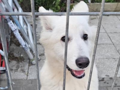 IKC Registered male White Swiss Shepherd puppy 5 months old in Dublin