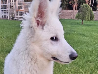 IKC Registered male White Swiss Shepherd puppy 5 months old in Dublin