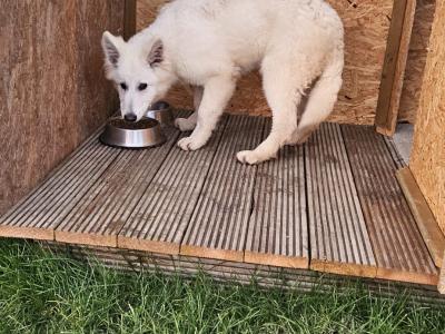 IKC Registered male White Swiss Shepherd puppy 5 months old in Dublin