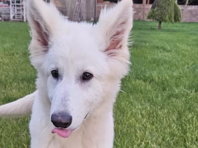 IKC Registered male White Swiss Shepherd puppy 5 months old in Dublin