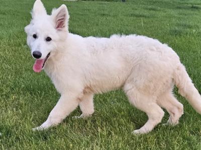 IKC Registered male White Swiss Shepherd puppy 5 months old in Dublin