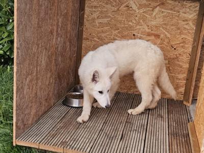 IKC Registered male White Swiss Shepherd puppy 5 months old in Dublin