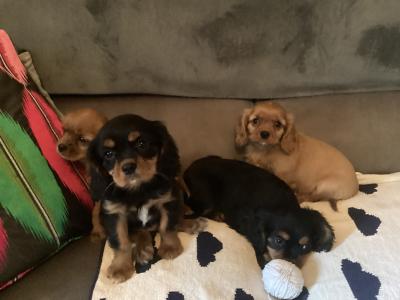 Cavalier King Charles puppies in Wicklow - Vet Checked- No Murmurs