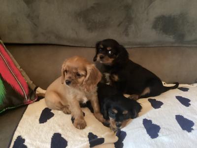 Cavalier King Charles puppies in Wicklow - Vet Checked- No Murmurs