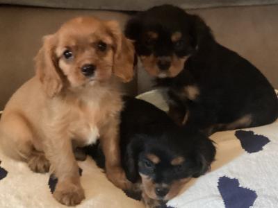Cavalier King Charles puppies in Wicklow - Vet Checked- No Murmurs