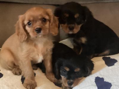 Cavalier King Charles puppies in Wicklow - Vet Checked- No Murmurs