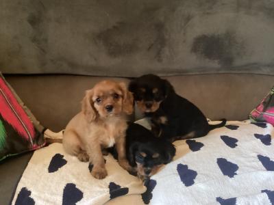 Cavalier King Charles puppies in Wicklow - Vet Checked- No Murmurs