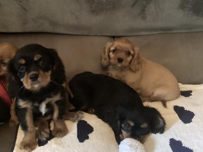 Cavalier King Charles puppies in Wicklow - Vet Checked- No Murmurs