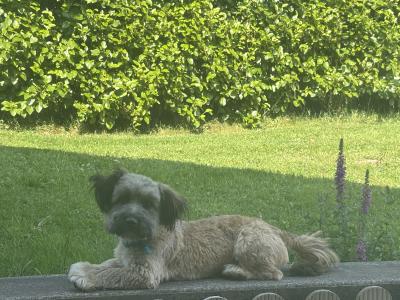 Male Jack Russell x puppy 8 months old in Mayo